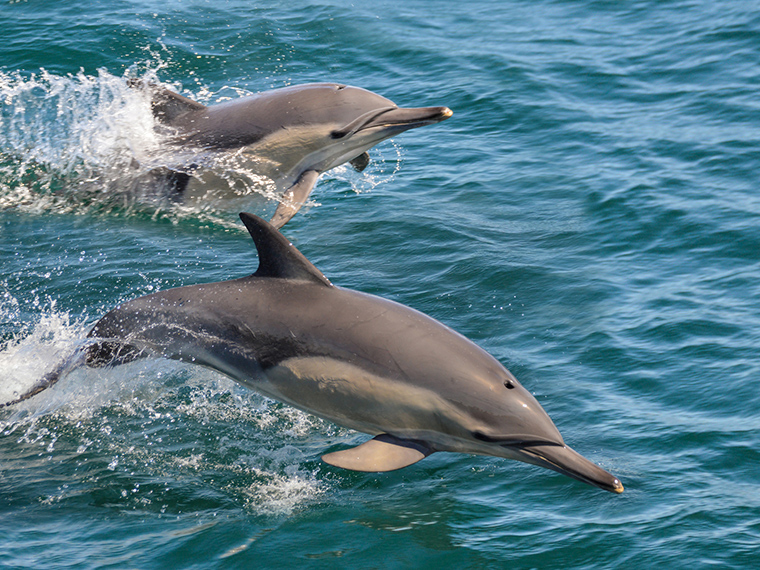 Dolphin Watching near Charleston Harbor Resort and Marina