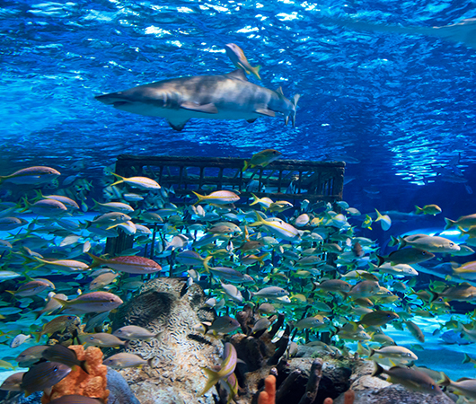 South Carolina Aquarium